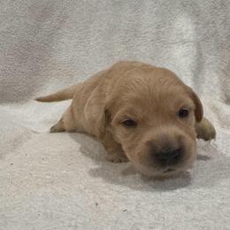 Dancer: Yellow collar - Golden female Golden Retriever puppy in Monterey, Tennessee from Lawson’s Green Acres Goldens and Mini Dachshunds