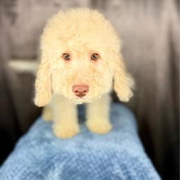 Michelangelo - Red male Bernedoodle puppy in Pennsylvania from Bernedoodle Bunch