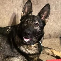 Lilly - German Shepherd