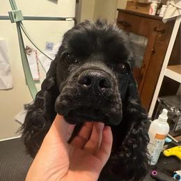 Fefe - Cocker Spaniel