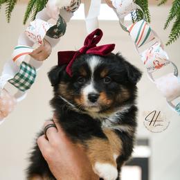 Toast - Black tri female Toy Australian Shepherd puppy in Charlestown, Indiana from Hydden Aussies