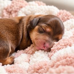 Nutmeg - Red male Dachshund puppy in North Reading, Massachusetts from The Well Tempered Dachshund