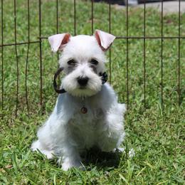 White Girl 4 Brown - White female Miniature Schnauzer puppy in Spring Hill, Florida from Suncoast Miniature Schnauzers