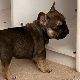 "Sable with tan points female" French Bulldog Puppies from Elm Frenchie Quarters