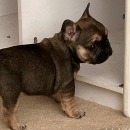 "Sable with tan points female" French Bulldog Puppies from Elm Frenchie Quarters