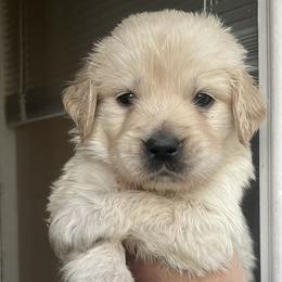 Light blue male - Golden male Golden Retriever puppy in Jesup, Georgia from Painted Platinum Retrievers (Painted Platinum Kennel) PPK