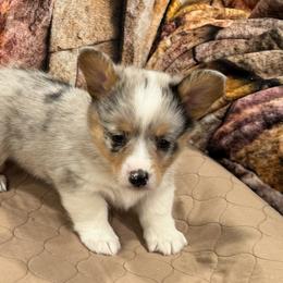 Girl 1 - Blue merle and white female American Corgi puppy in Visalia, California from VIP Stables