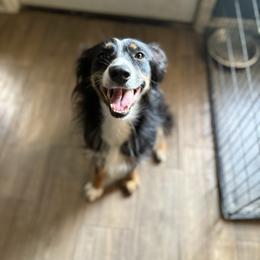 Rosie - Black tri-color female Australian Shepherd puppy in Lubbock, Texas from REKN’ Kennel Aussies