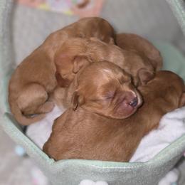 Girl 2 - Red female Cavapoo puppy in Lincolnton, North Carolina from Cuddable Pups
