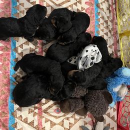 Airedale Terrier Puppies from Beitzel Airedales