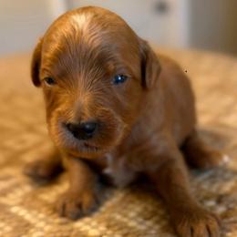 Blue collar boy-G - Red  male Goldendoodle puppy in Vian, Oklahoma from Dog Days Doodles