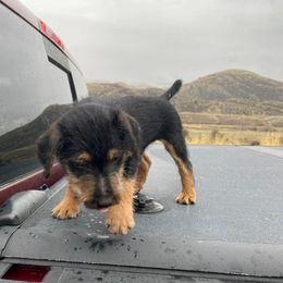 Jagdterrier Puppies from Oregon Jagdterrier