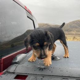 Jagdterrier Puppies from Oregon Jagdterrier