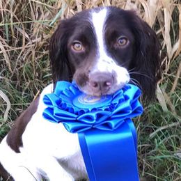 English Springer Spaniels from Burrdog Springers