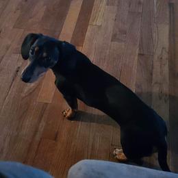 Hank - Dachshund