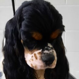 Harlow - Cocker Spaniel