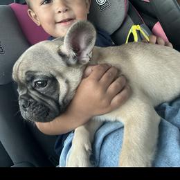 French Bulldog Puppies from Jasmine McMurtry