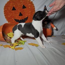 Buddy - White and black male Whippet puppy in London, Kentucky from Hertzog  Whippets