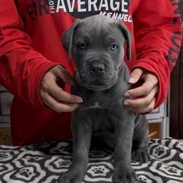 Yellow collar - Gray brindle female Cane Corso puppy in Clewiston, Florida from Far From Average Kennels