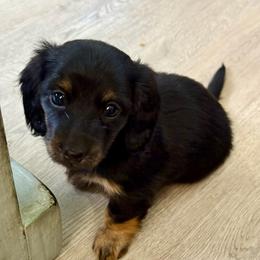Sylvie - Black and tan female Dachshund puppy in Centralia, Washington from FairyTail Dachshunds