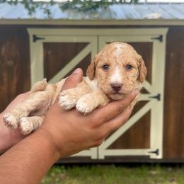 Silas - Red male Bernedoodle puppy in Greenville, Texas from Doodles of Promise
