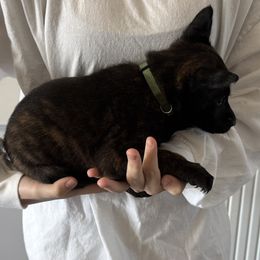 Jaxon - Black brindle Dutch Shepherd puppy in Watertown, Connecticut from APACHE CANINE