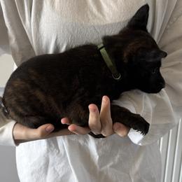 Jaxon - Black brindle Dutch Shepherd puppy in Watertown, Connecticut from APACHE CANINE