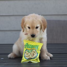 Australian Shepherd and Golden Retriever Puppies from Sterling Valleys Goldens and Aussies