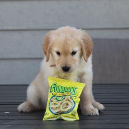 Australian Shepherd and Golden Retriever Puppies from Sterling Valleys Goldens and Aussies