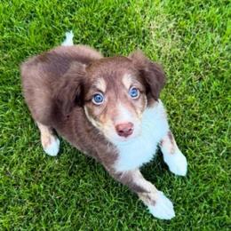 Saja - Tri-color male Border Collie puppy in Decatur, Alabama from Phantom Border Collies