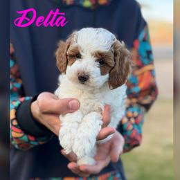 Delta - Parti female Poodle puppy in Cedar City, Utah from Baird Poodles and Doodles