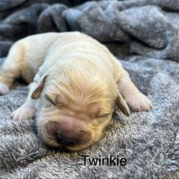 Twinkie - Golden male Golden Retriever puppy in New Ringgold, Pennsylvania from Hawk Mountain Doodles