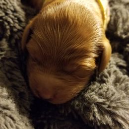 Bernedoodle and Goldendoodle Puppies from Happy Valley Doodles