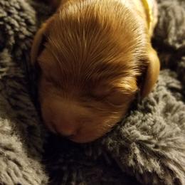 Bernedoodle and Goldendoodle Puppies from Happy Valley Doodles