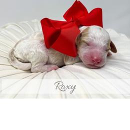 Roxy - Parti female Goldendoodle puppy in State Road, North Carolina from Must Love Doodles