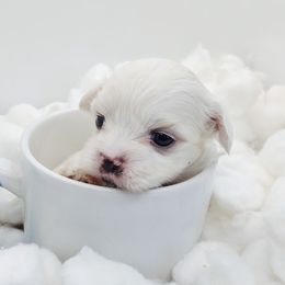 Companion Cross, Maltese, and Maltipoo Puppies from Seeking Shalom Acres Maltese, Maltipoos & Havamalts