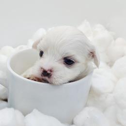 Companion Cross, Maltese, and Maltipoo Puppies from Seeking Shalom Acres Maltese, Maltipoos & Havamalts