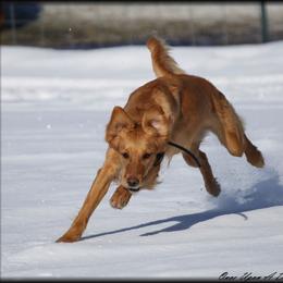 Poppy - Golden Retriever