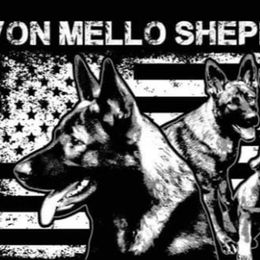 German Shepherds from Von Mello Shepherds