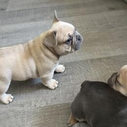 French Bulldog Puppies from Foster Lake Frenchies