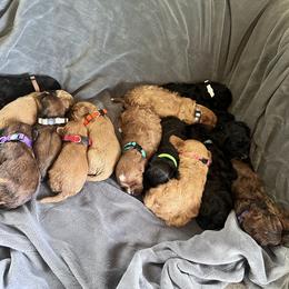 Cavapoo puppies from Cavapoo Cuddles