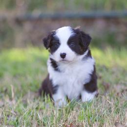 Placed - Black tri female Miniature American Shepherd puppy in Stephenville, Texas from Diamond H Aussies