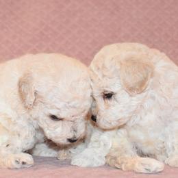 Poodle Puppies from Misioh Poodles