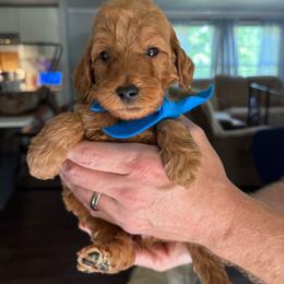 Blue Boy - Mini. Goldendoodle - Red  male Goldendoodle puppy in Piedmont, South Carolina from The Farm at Saluda Ridge