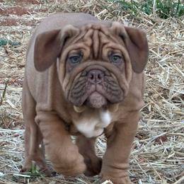 Comet - Fawn and white male Bulldog puppy in Rome, Georgia from English Bulldogs of the Seven Hills