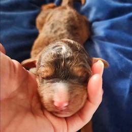 Sapphire - Phantom female Goldendoodle puppy in Freedom, New York from Samantha's Goldendoodles