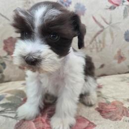 LILLY - Liver female Miniature Schnauzer puppy in Paradise, Utah from Highbornschnauzers
