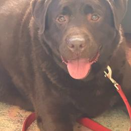 Buddy - Chocolate male Labrador Retriever puppy in Fresno, California from Whiskey River Labradors