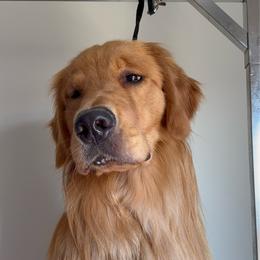 Macchiato - Golden Retriever