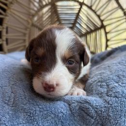 Atlas - Red tri-color male Australian Shepherd puppy in Grants Pass, Oregon from Carmel Mountain Aussies